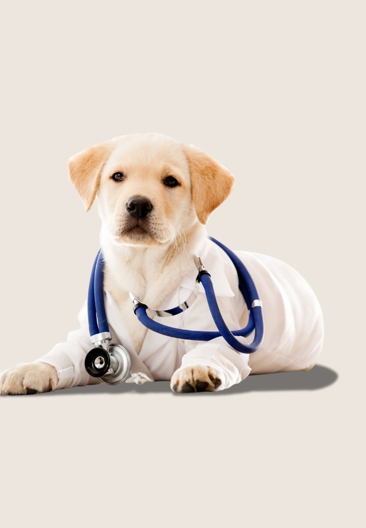 Pet First Aid: What to Do in Common Emergencies